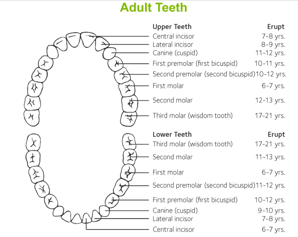 Adult Teeth 
