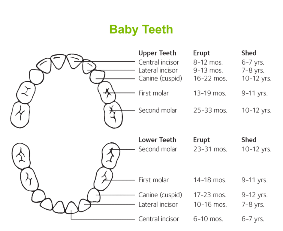 Baby Teeth 